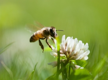 Can Probiotics Help Honey Bees?