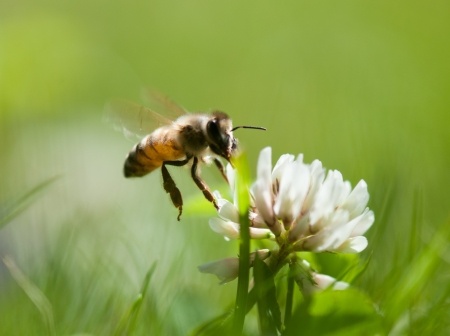 New York State Becoming Aware of Varroa Mites