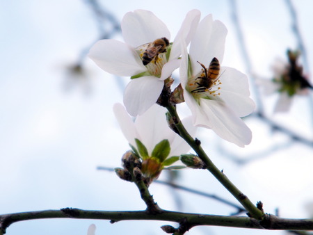 Israel Scientists Encouraging Government to Save Wild Bees