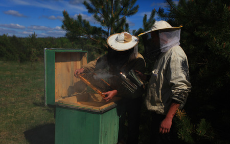 Veteran Beekeepers: Novices Pose Greatest Threat to Bees