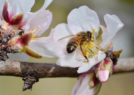 A Storm Revealed a Tree Full of Honeybees