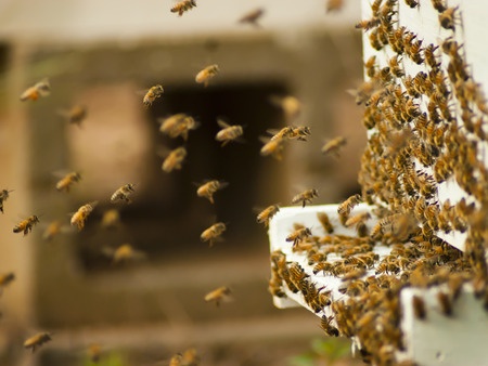 Bee Colonies Shown to Be Increasing