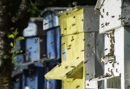 Biologist Monitoring “Bee Talk” to Improve Honeybee Health