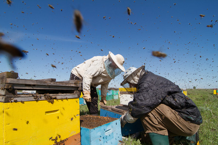 Mother-Son Duo Turn Beekeepers in California