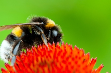 Citizen Scientist Spots Endangered Bumblebee