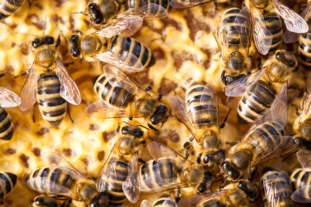 Bees in Historic Building Lost to Exterminator