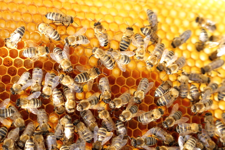 Australian Government Issues Huge Grant to Save Honey Bees