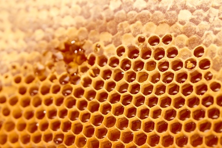 Ancient Honeycomb Reveals the Etruscans as Beekeepers