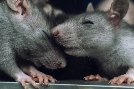 Some Common Health Concerns in Pet Rats