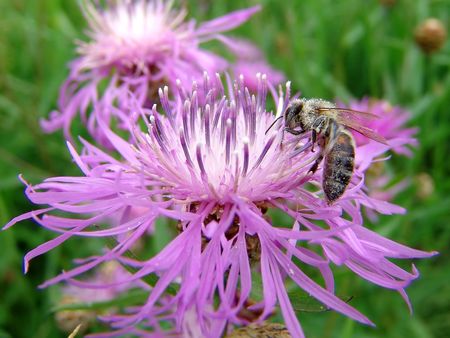 Making a Pollinator Garden in Honor of National Honeybee Day