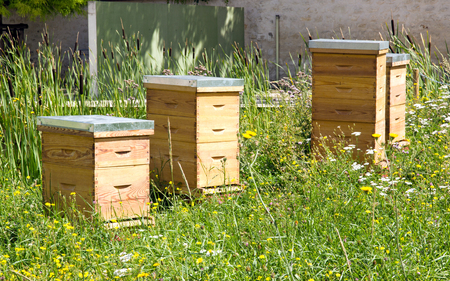 More Urban Beekeepers Putting in the Work to Save Bees