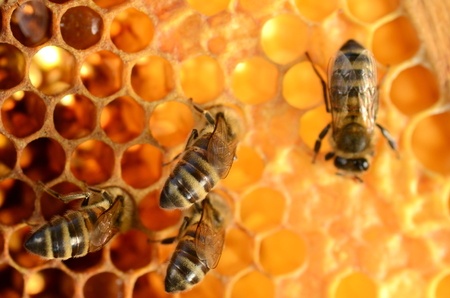 Report Shows Importance of Honeybees to Natural Habitats