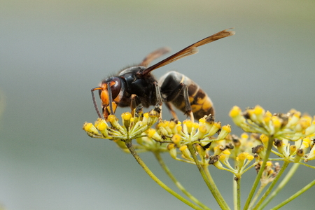 Invading Asian Hornet Has UK Worried About Bees