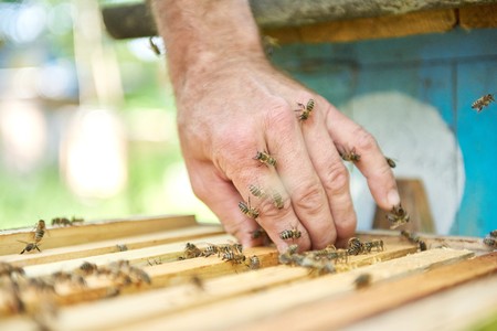 North Dakota Beekeepers and Farmers Working Together