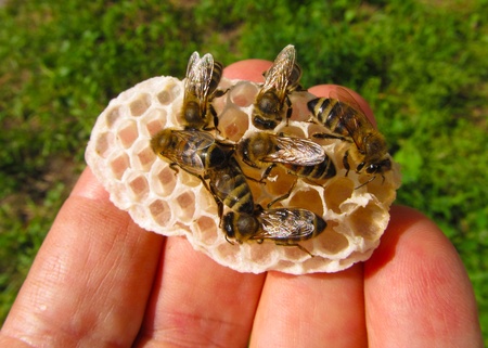 Manhattan Gets Even More Bees – Atop a Convention Center