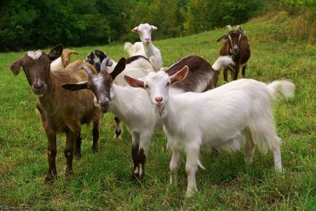 Health Conditions Common in Goats