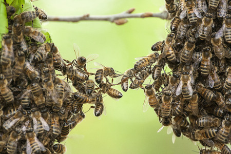 Couple Found a Hive – After Honey Dripped Through the Ceiling