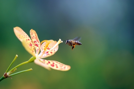 How You Can Help Out Pollinators