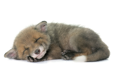 What to Know About Domesticated Foxes