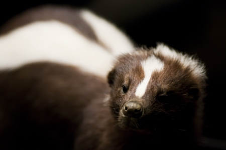 How to Care for a Pet Skunk