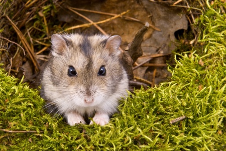 What is a Chinese Striped Hamster?