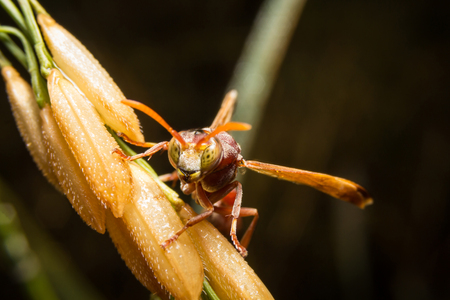 Scientists Use Pheromone to Control Honeybee Predator