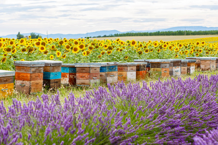 New Zealand to Hit One Million Hives by Christmas