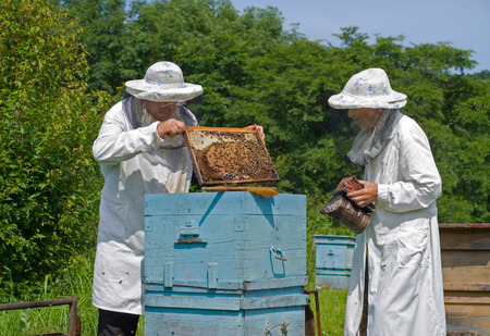 ‘Hive Calls’ Becoming Common for Veterinarians