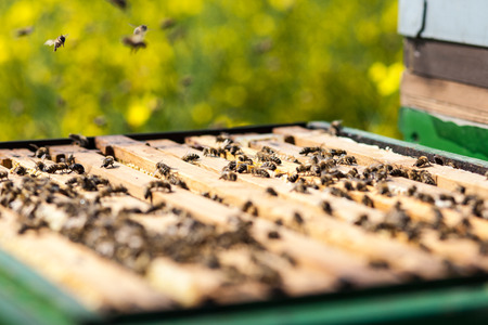 How to Keep Honey Bees Healthy During This COVID-19 Summer