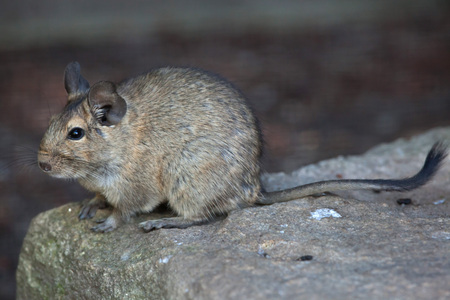 Caring for Your New Pet Degu