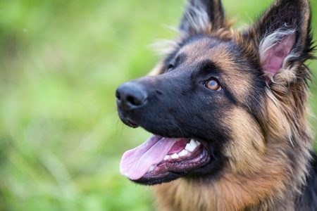 How Your Dog is Most Likely to Become Injured