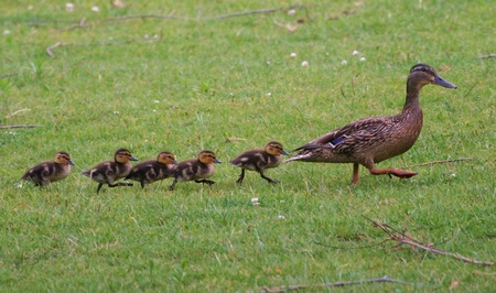 A Few Tips When Raising Baby Ducks