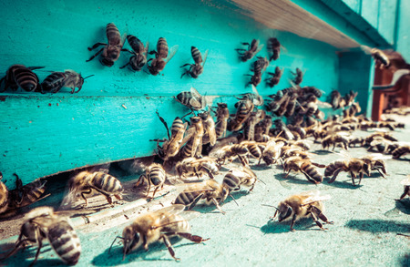 Walls of New Jersey Home Filled with Bees