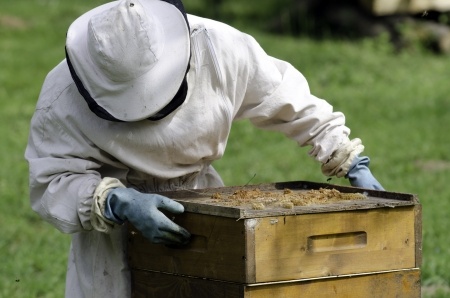 Positive Bee Numbers Just Released by USDA