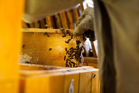 Bees Readying for Winter – In Someone’s Attic