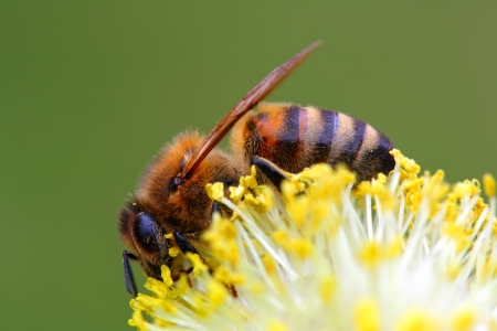 Protecting Against Bee Stings