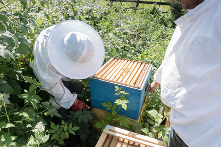 Veteran Beekeepers to Teach Rookies the Ropes