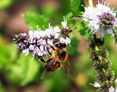 Commercial Honey Bees Could Displace Native Bees in Utah