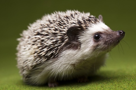 What to Do When Your Hedgehog Has Mites