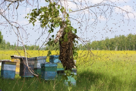 Cloud of Honeybees Engulfs Busy Sydney Street