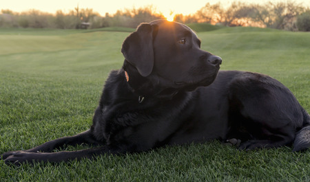 Labrador Survives Freak Fall from 70 mph Vehicle