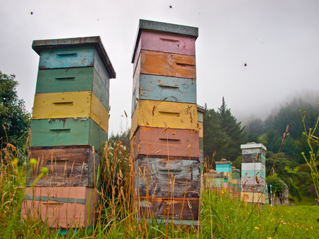 New Zealand Beekeeper Warns Against ‘Gold Rush’