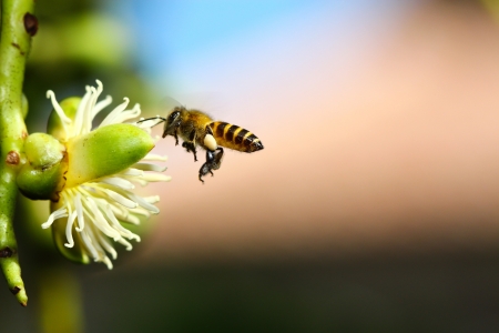 Honeybees Discover New Ways to Pollinate Blueberries