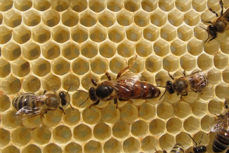 Pesticides Could Mean Less Genetic Diversity in Bees