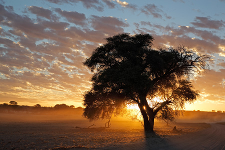 Honey Industry in South Africa Looking to Grow