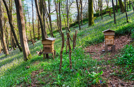 British Honeybees Bring Success to Syrian Beekeeper