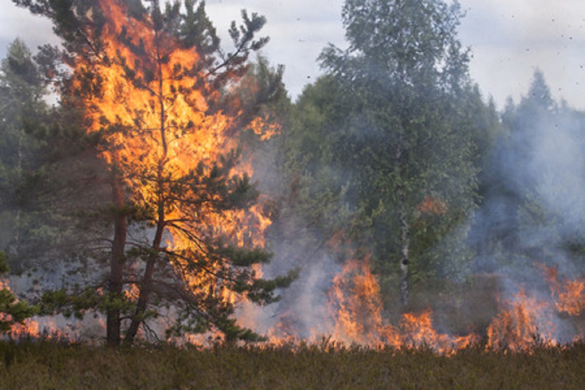 California Beekeepers Feeling the Burn