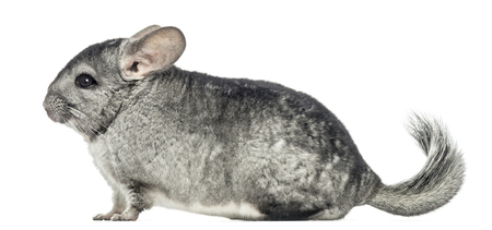 How to Take Care of Your Chinchilla