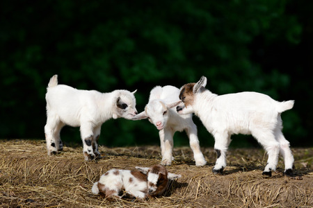 Raising and Caring for Goat Kids