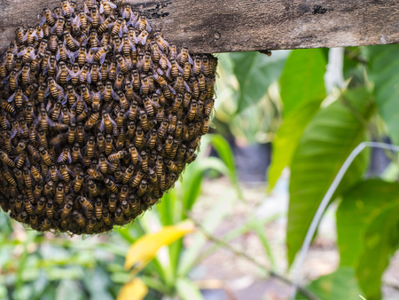Larger Honeybee Colonies Mean Quieter Combs